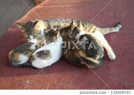 cute cat family 139809591