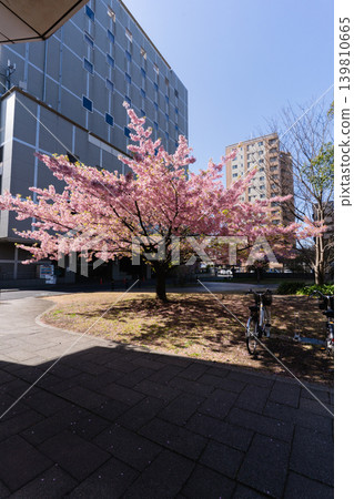 千葉市宮古川公園的河津櫻花 千葉市宮古川公園的河津櫻花 139810665