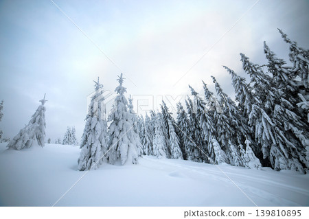 Moody winter landscape with spruce forest cowered with white snow in frozen mountains. Moody winter landscape with spruce forest cowered with white snow in frozen mountains. 139810895