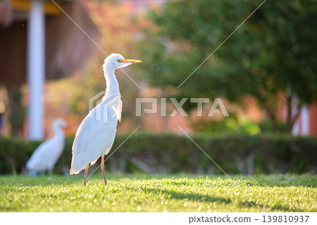 White cattle egret wild bird, also known as Bubulcus ibis walking on green lawn in summer White cattle egret wild bird, also known as Bubulcus ibis walking on green lawn in summer 139810937