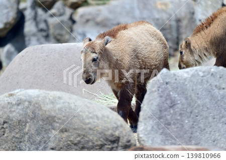 Golden Takin 's child 139810966