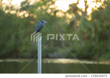 Little blue heron bird perching near lake water in Florida wetland Little blue heron bird perching near lake water in Florida wetland 139810972