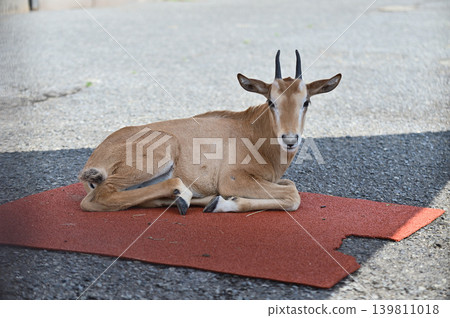 Scimitar Oryx baby 139811018