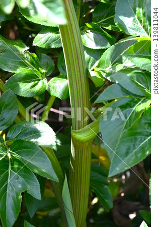 Hamaudo (Japanese angelica tree), Oni-udo (Japanese angelica tree), a coastal plant endemic to Japan. 139811044