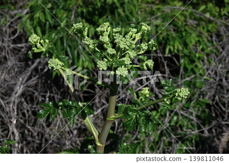 Hamaudo (Japanese angelica tree), Oni-udo (Japanese angelica tree), a coastal plant endemic to Japan. Hamaudo (Japanese angelica tree), Oni-udo (Japanese angelica tree), a coastal plant endemic to Japan. 139811046