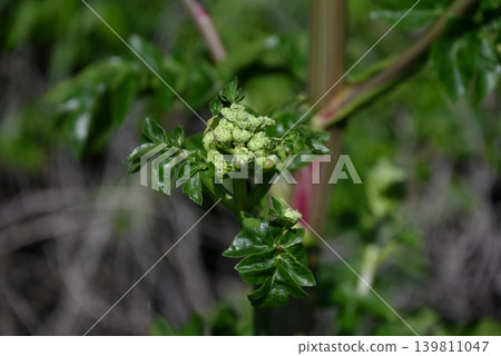 Hamaudo (Japanese angelica tree), Oni-udo (Japanese angelica tree), a coastal plant endemic to Japan. 139811047