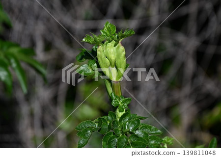 Hamaudo (Japanese angelica tree), Oni-udo (Japanese angelica tree), a coastal plant endemic to Japan. 139811048