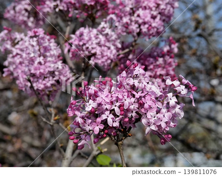 紫色丁香花 紫色丁香花 139811076
