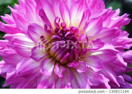 Dahlia flower Dahlia flower 139811194