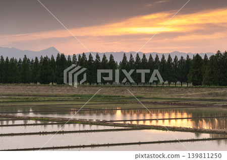 黃昏時分,夕陽倒映在稻田上,構成了一幅美麗的鄉村景色。 黃昏時分,夕陽倒映在稻田上,構成了一幅美麗的鄉村景色。 139811250