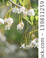 初夏時節，日本安息香樹會開出美麗的白色花朵和花蕾。 139811259