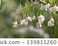 初夏時節，日本安息香樹會開出美麗的白色花朵和花蕾。 139811260