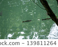 鯉魚在碧綠的荒川河中游弋，倒映著翠綠的河水。 139811264