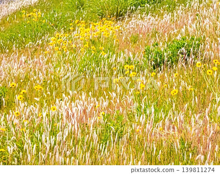 Background material: Grassland, Spring Background material: Grassland, Spring 139811274