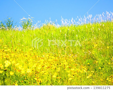 Background material: Grassland, Spring Background material: Grassland, Spring 139811275