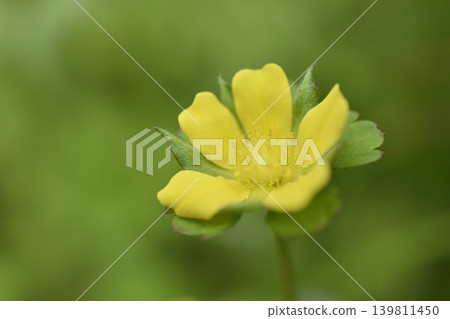 Flower of Hevy Strawberry Flower of Hevy Strawberry 139811450