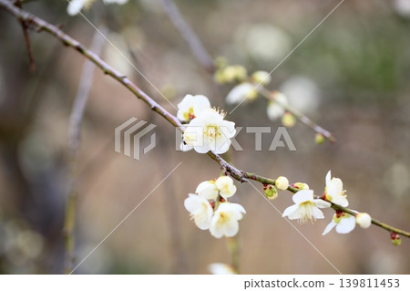 清爽的白色垂枝梅花 清爽的白色垂枝梅花 139811453