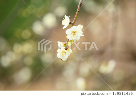 Refreshing white weeping plum blossoms Refreshing white weeping plum blossoms 139811456