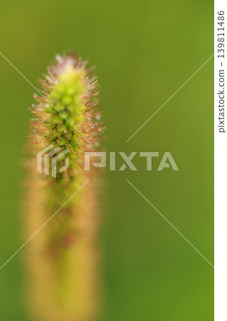 Autumn fields, the grasses have turned red, like foxtail grass. 139811486