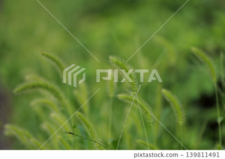Catnip in the autumn grass 139811491