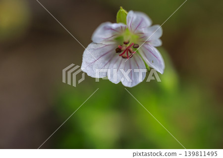 Gennoshoko flowers blooming in the autumn field Gennoshoko flowers blooming in the autumn field 139811495