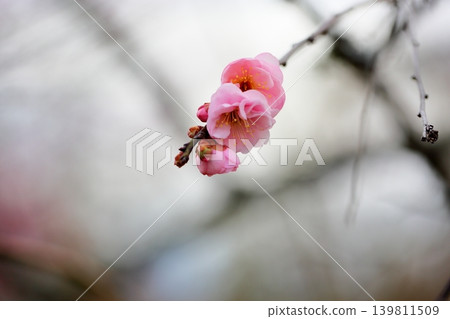 可愛的粉紅色垂枝梅花 可愛的粉紅色垂枝梅花 139811509