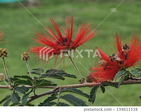 Bees pollinating red powder puff flowers on tropical branch 139811538