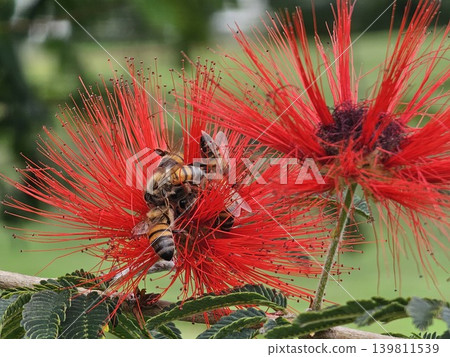 Honey bees on red tropical powder puff flowers in garden Honey bees on red tropical powder puff flowers in garden 139811539
