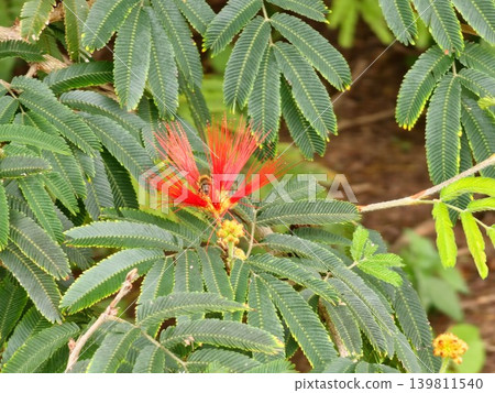 Red powder puff flower among tropical green foliage Red powder puff flower among tropical green foliage 139811540