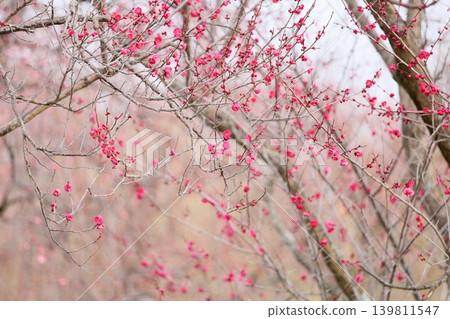 Cute red weeping plum blossoms Cute red weeping plum blossoms 139811547