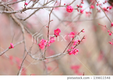 可愛的紅色垂枝梅花 可愛的紅色垂枝梅花 139811548