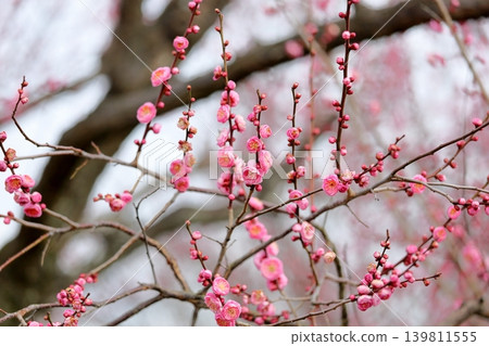 可愛的粉紅色垂枝梅花 可愛的粉紅色垂枝梅花 139811555