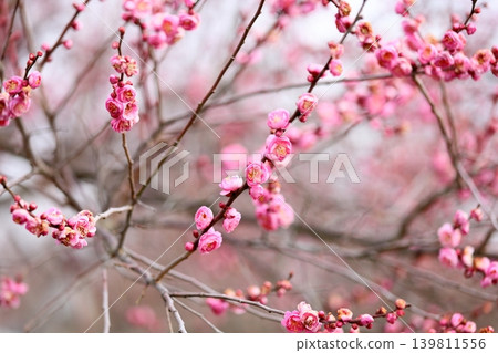 可愛的粉紅色垂枝梅花 可愛的粉紅色垂枝梅花 139811556