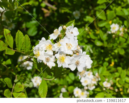 Neubara flower Neubara flower 139811617