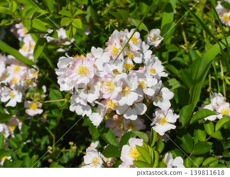 Neubara flower Neubara flower 139811618
