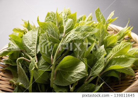 [Produced in Shimogo Town, Fukushima Prefecture] Matatabi sprouts 139811645