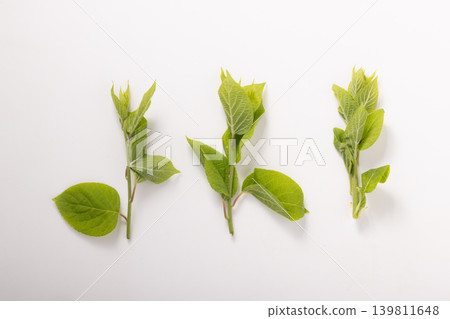 [Produced in Shimogo Town, Fukushima Prefecture] Matatabi sprouts 139811648