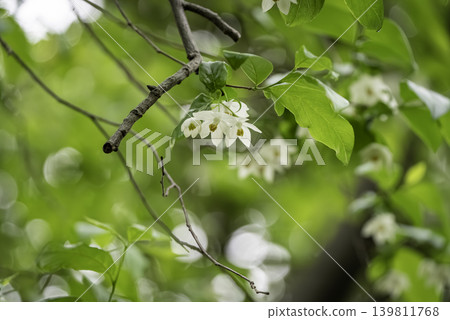 White flowers of Egonoki White flowers of Egonoki 139811768