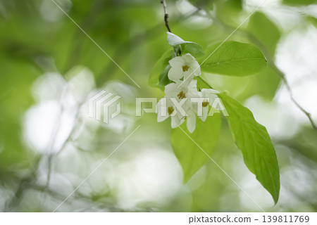 Egonoki白花 Egonoki白花 139811769