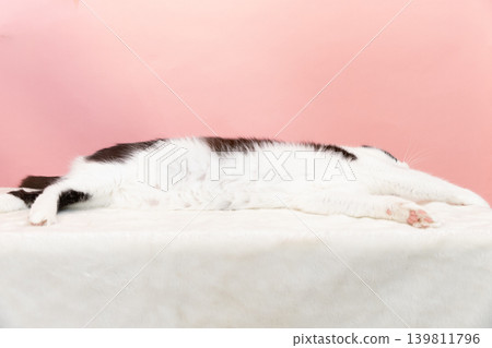Relaxing black and white cat's belly 139811796