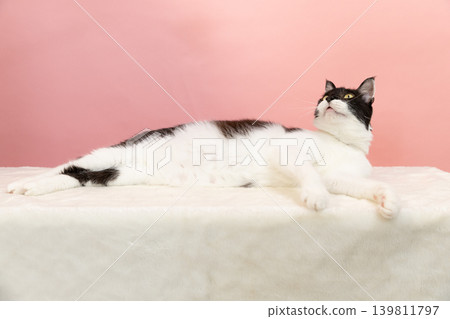 A relaxing black and white cat 139811797