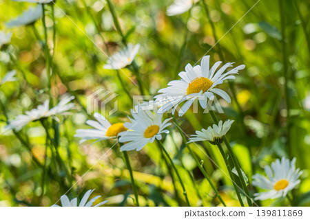 A close-up of marguerites blooming in a vibrant green meadow. 139811869