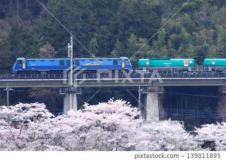 清晨,一列由 EH200-12 型機車牽引的貨運列車駛入中央東線,下方盛開的櫻花為其送行。 清晨,一列由 EH200-12 型機車牽引的貨運列車駛入中央東線,下方盛開的櫻花為其送行。 139811895