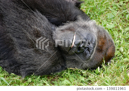 [Gorilla] Gorilla hugging itself⑥ 139811961