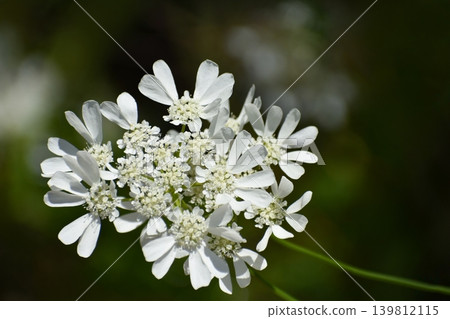 Orrea flower 139812115