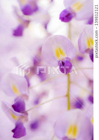 [Macro Photography] Wisteria Flowers [Floral Material] 139812121