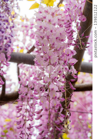 [Macro Photography] Wisteria Flowers [Floral Material] 139812122