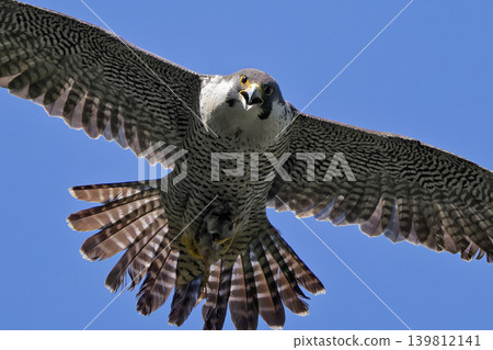 A peregrine falcon flies, looking at the camera while still clutching its prey. A peregrine falcon flies, looking at the camera while still clutching its prey. 139812141