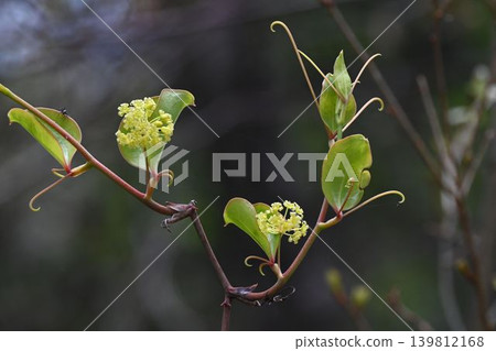 我在六甲山上看到了這種可愛的攀緣植物——菝葜(Smilax china),它淡黃綠色的花簇從葉腋處與新葉一起生長出來。 我在六甲山上看到了這種可愛的攀緣植物——菝葜(Smilax china),它淡黃綠色的花簇從葉腋處與新葉一起生長出來。 139812168