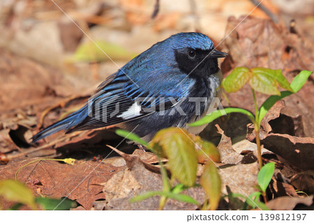 Black-throated blue warbler in the forest, Canada 139812197